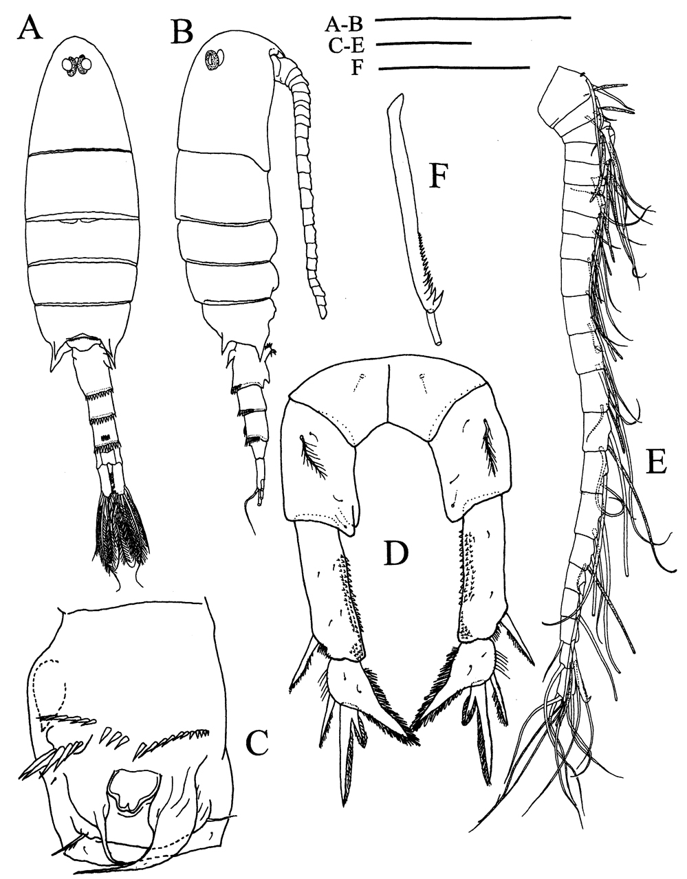Species Pseudodiaptomus andamanensis - Plate 2 of morphological figures