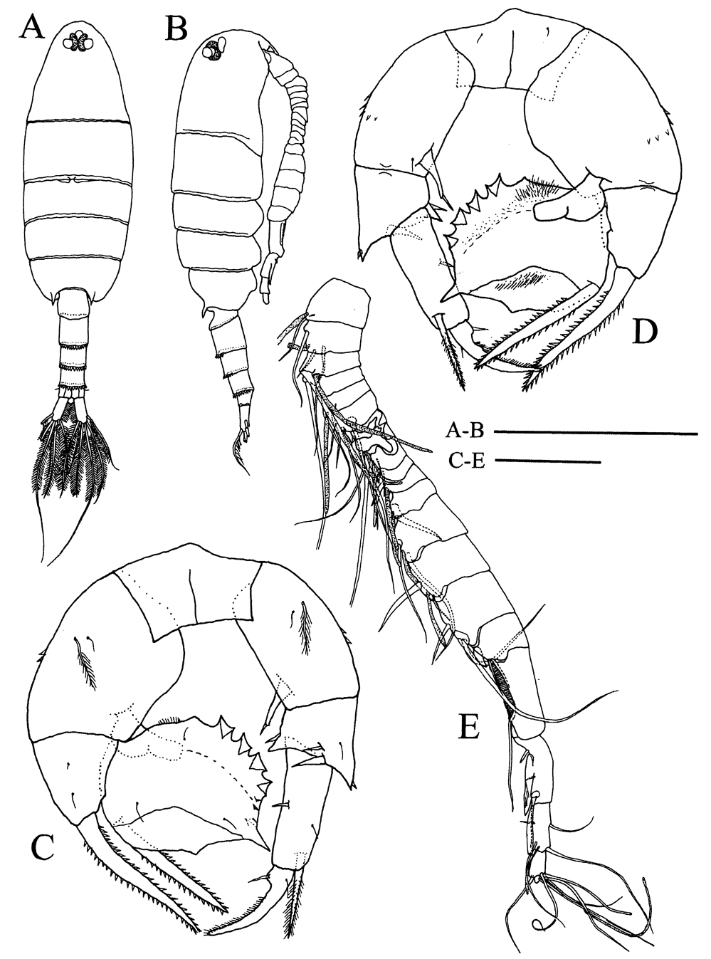 Species Pseudodiaptomus andamanensis - Plate 3 of morphological figures