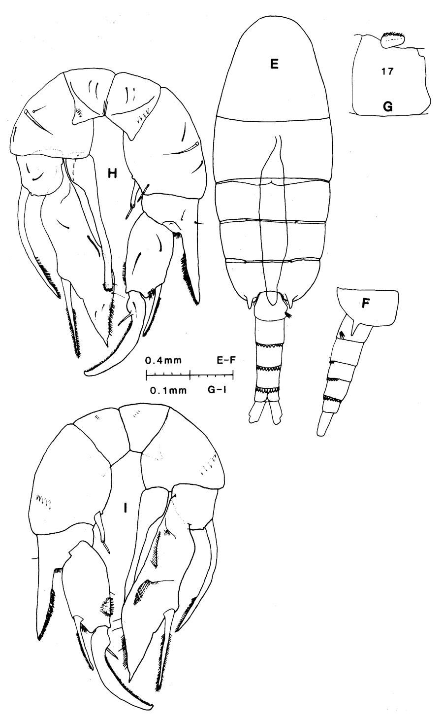 Species Pseudodiaptomus ornatus - Plate 8 of morphological figures