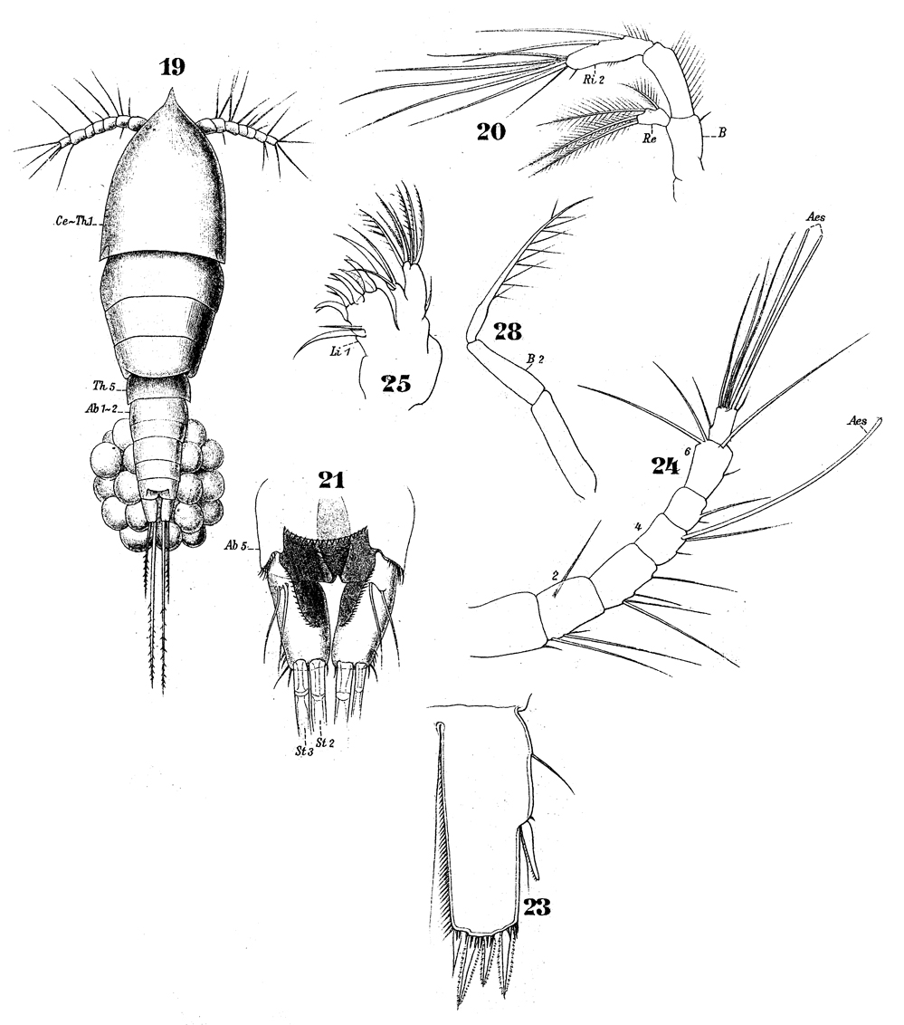 Species Euterpina acutifrons - Plate 10 of morphological figures