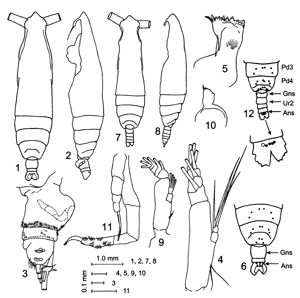Espèce Pareucalanus smithae - Planche 1 de figures morphologiques