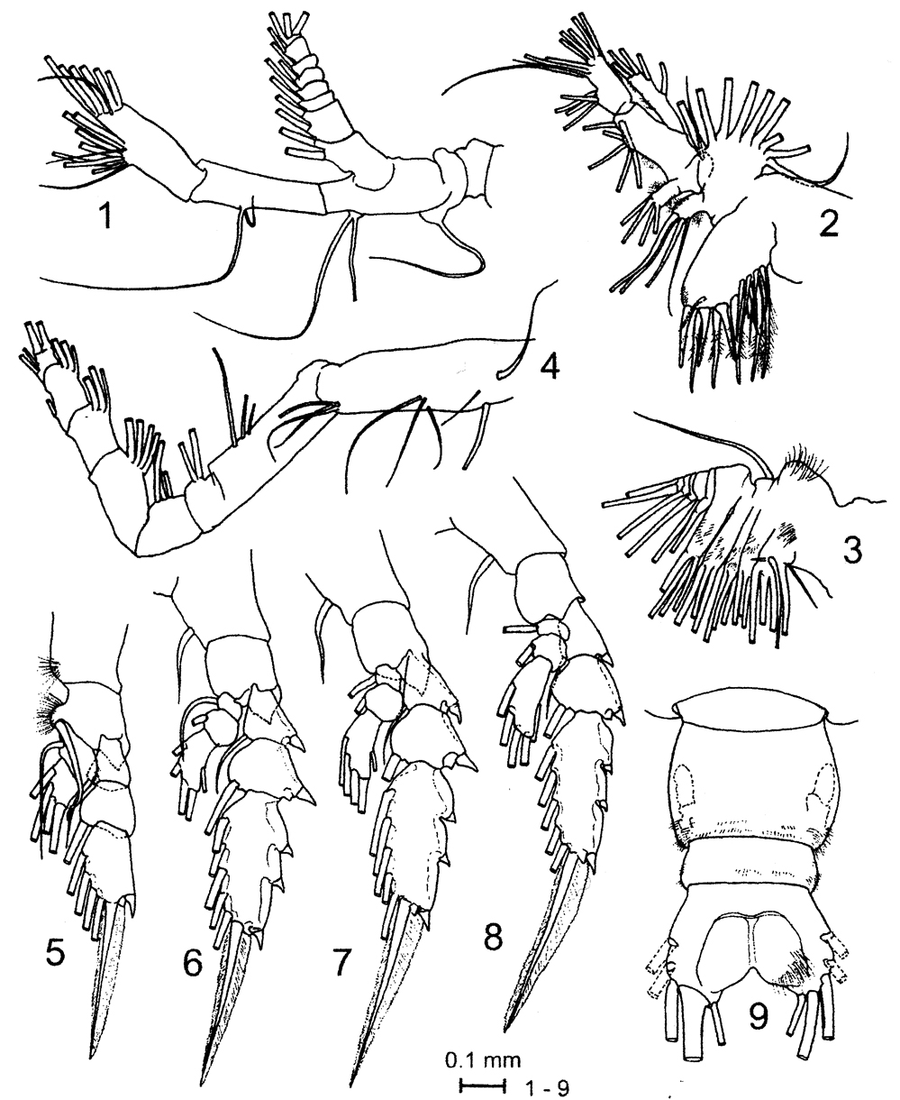 Espèce Pareucalanus smithae - Planche 2 de figures morphologiques