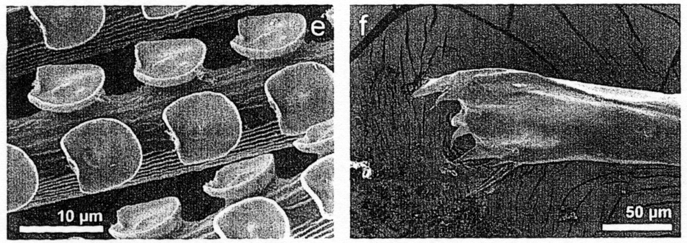 Espce Euaugaptilus bullifer - Planche 12 de figures morphologiques