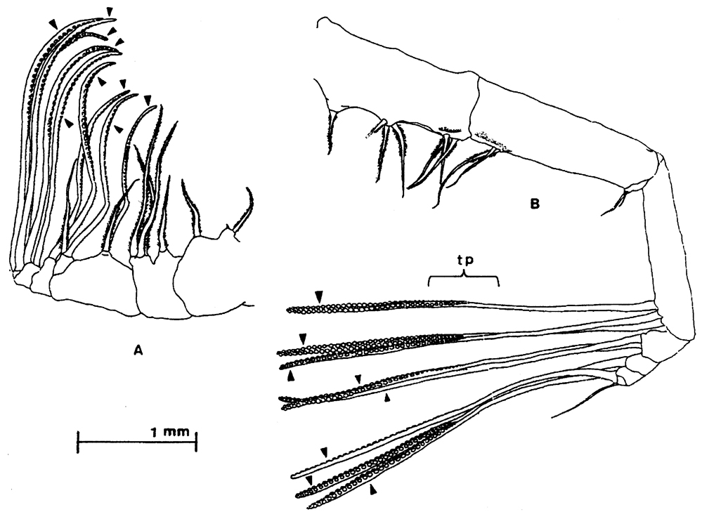 Espce Euaugaptilus longimanus - Planche 8 de figures morphologiques