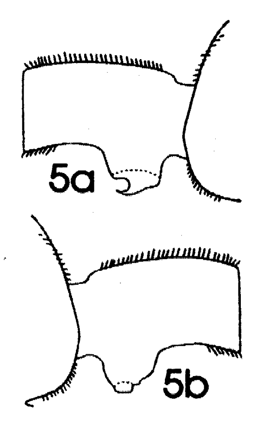 Espce Euchaeta pubera - Planche 4 de figures morphologiques