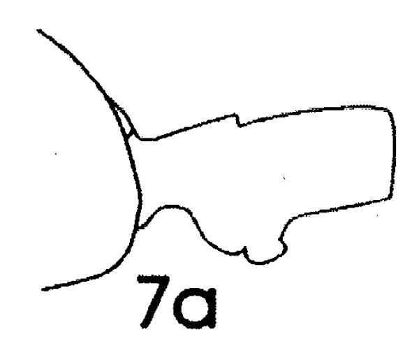 Espèce Paraeuchaeta hebes - Planche 1 de figures morphologiques