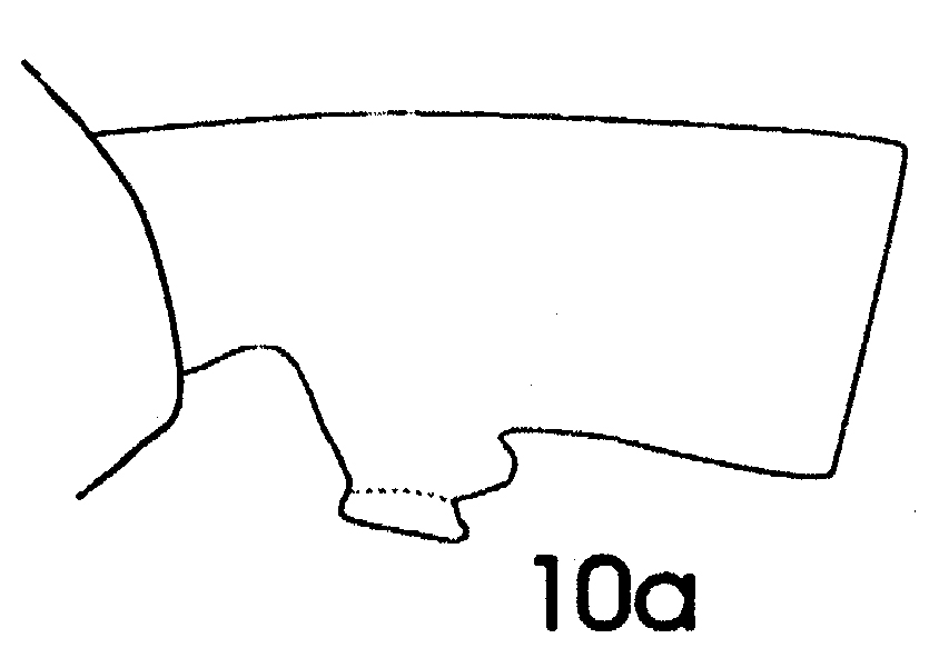 Espce Paraeuchaeta kurilensis - Planche 5 de figures morphologiques