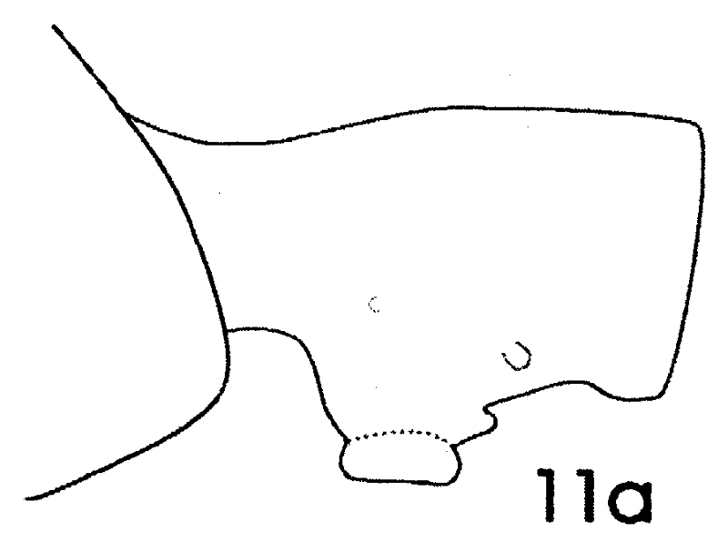 Species Paraeuchaeta barbata - Plate 17 of morphological figures