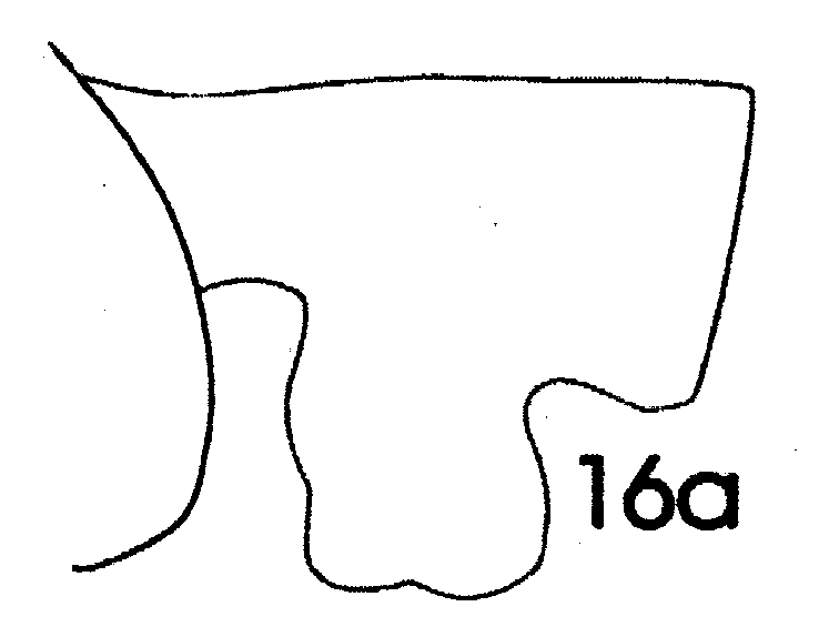 Espèce Paraeuchaeta gracilis - Planche 6 de figures morphologiques