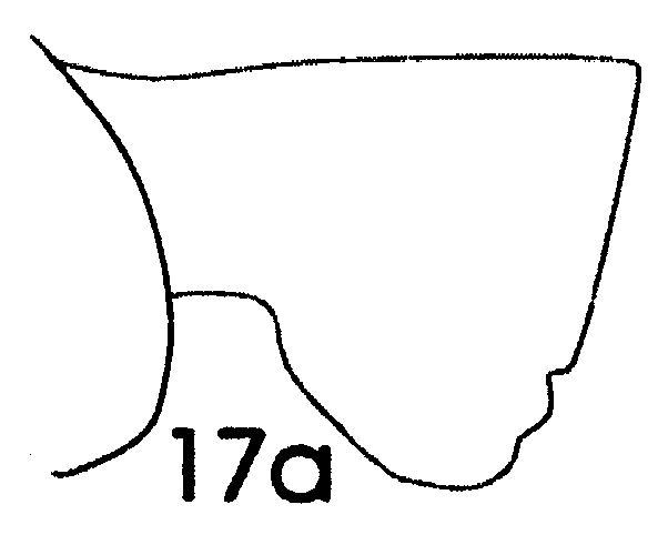 Espèce Paraeuchaeta pseudotonsa - Planche 12 de figures morphologiques