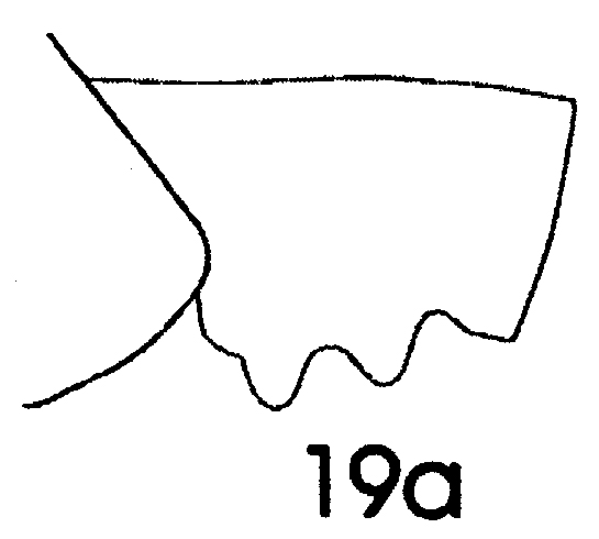 Espce Paraeuchaeta incisa - Planche 3 de figures morphologiques