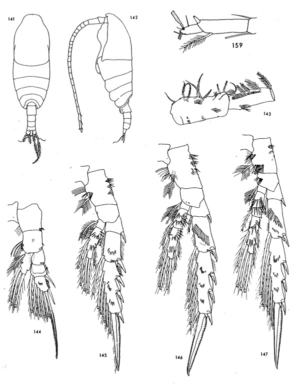 Species Spinocalanus terranovae - Plate 1 of morphological figures