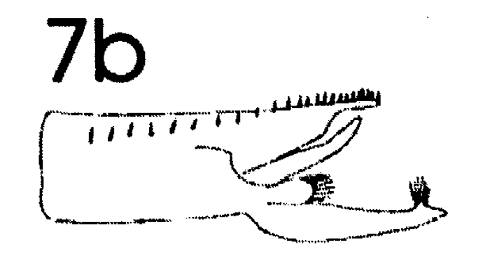 Espèce Paraeuchaeta hebes - Planche 2 de figures morphologiques