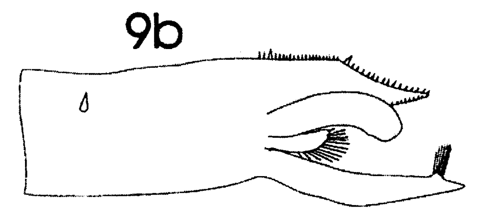 Species Paraeuchaeta sarsi - Plate 13 of morphological figures