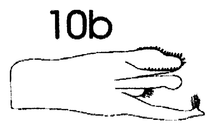 Espce Paraeuchaeta kurilensis - Planche 6 de figures morphologiques
