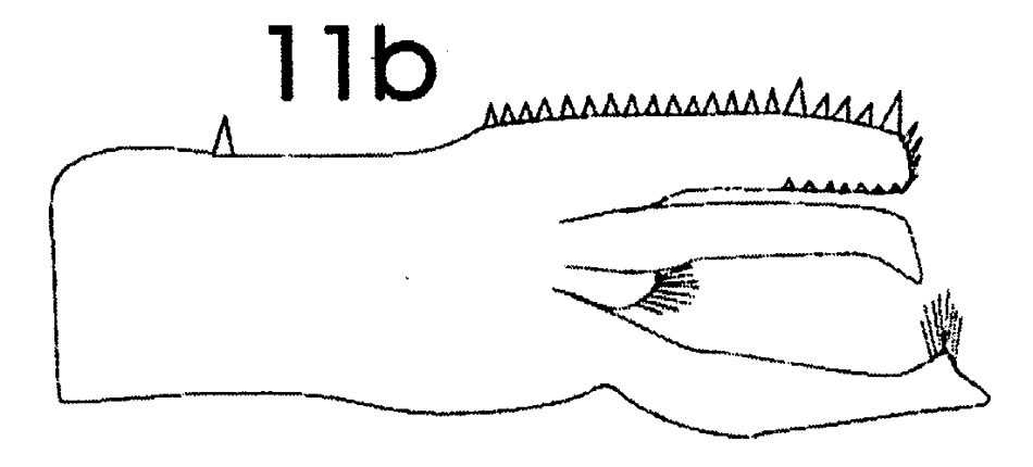 Espce Paraeuchaeta barbata - Planche 18 de figures morphologiques