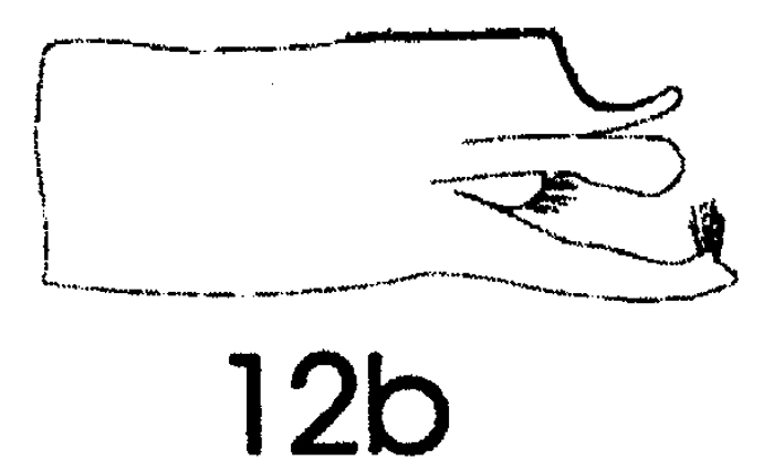 Espce Paraeuchaeta abbreviata - Planche 6 de figures morphologiques