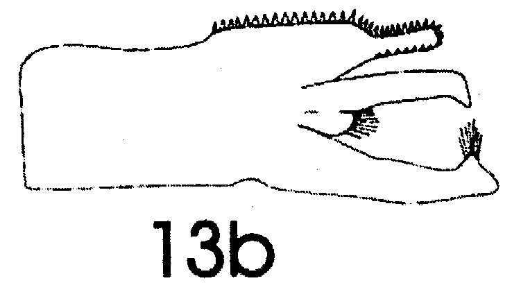 Espce Paraeuchaeta scotti - Planche 7 de figures morphologiques