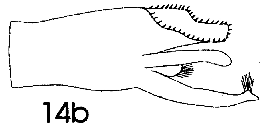 Espce Paraeuchaeta bradyi - Planche 3 de figures morphologiques
