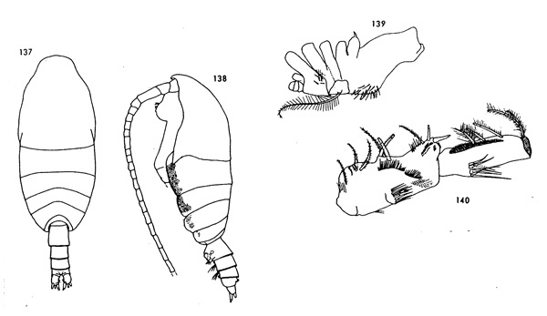 Species Spinocalanus usitatus - Plate 1 of morphological figures