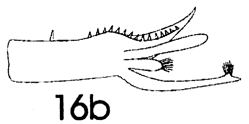 Espèce Paraeuchaeta gracilis - Planche 7 de figures morphologiques