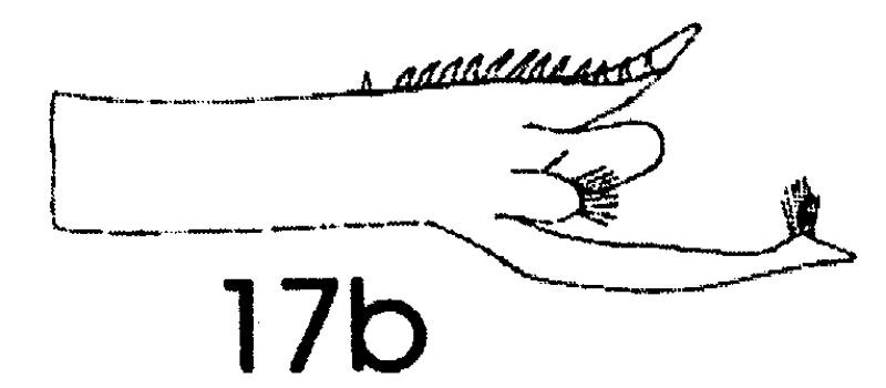 Espèce Paraeuchaeta pseudotonsa - Planche 13 de figures morphologiques