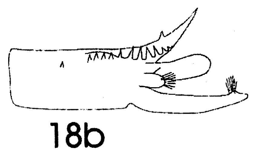 Espce Paraeuchaeta norvegica - Planche 11 de figures morphologiques