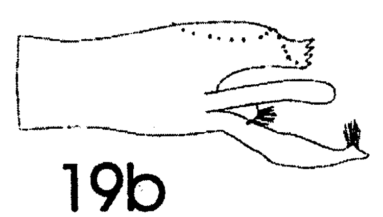 Espce Paraeuchaeta incisa - Planche 4 de figures morphologiques