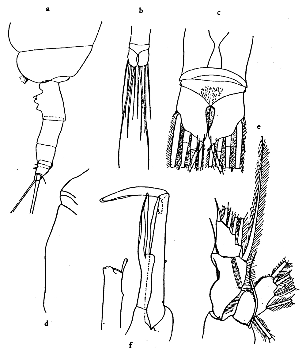 Espèce Paraeuchaeta bisinuata - Planche 12 de figures morphologiques