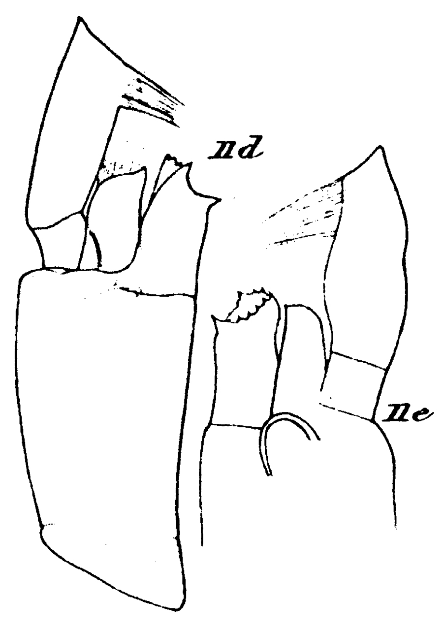 Espèce Paraeuchaeta bisinuata - Planche 13 de figures morphologiques