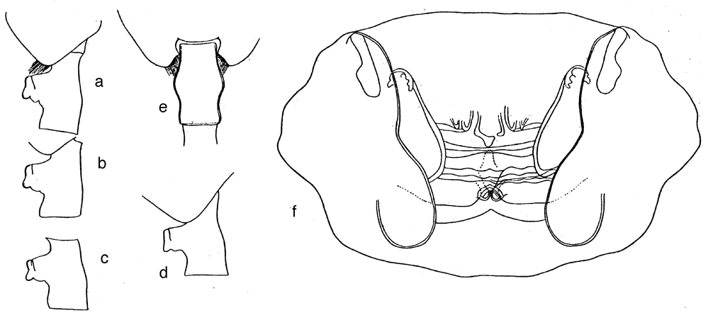Espce Paraeuchaeta sarsi - Planche 14 de figures morphologiques