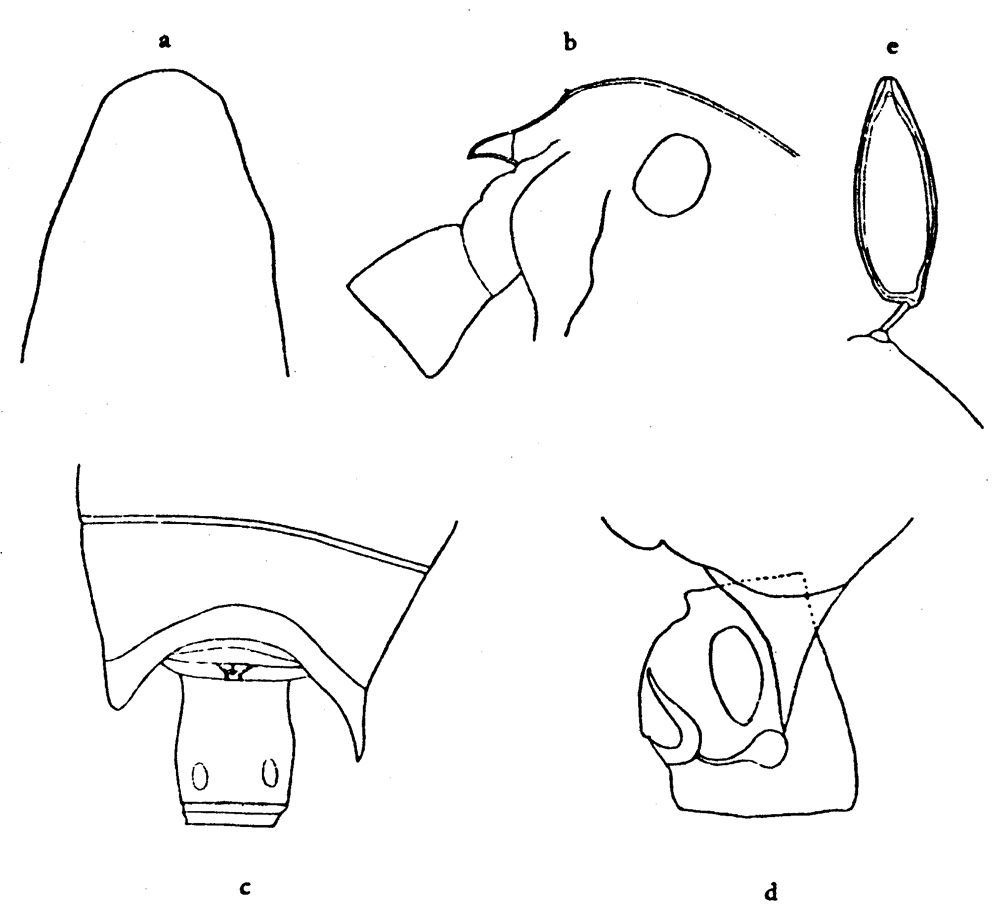 Espce Aetideopsis armata - Planche 13 de figures morphologiques