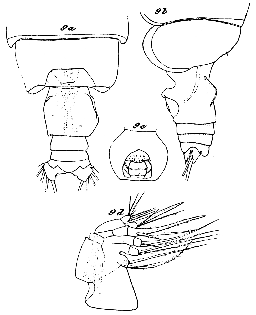 Espèce Euchirella bitumida - Planche 11 de figures morphologiques