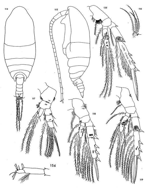 Species Spinocalanus polaris - Plate 2 of morphological figures