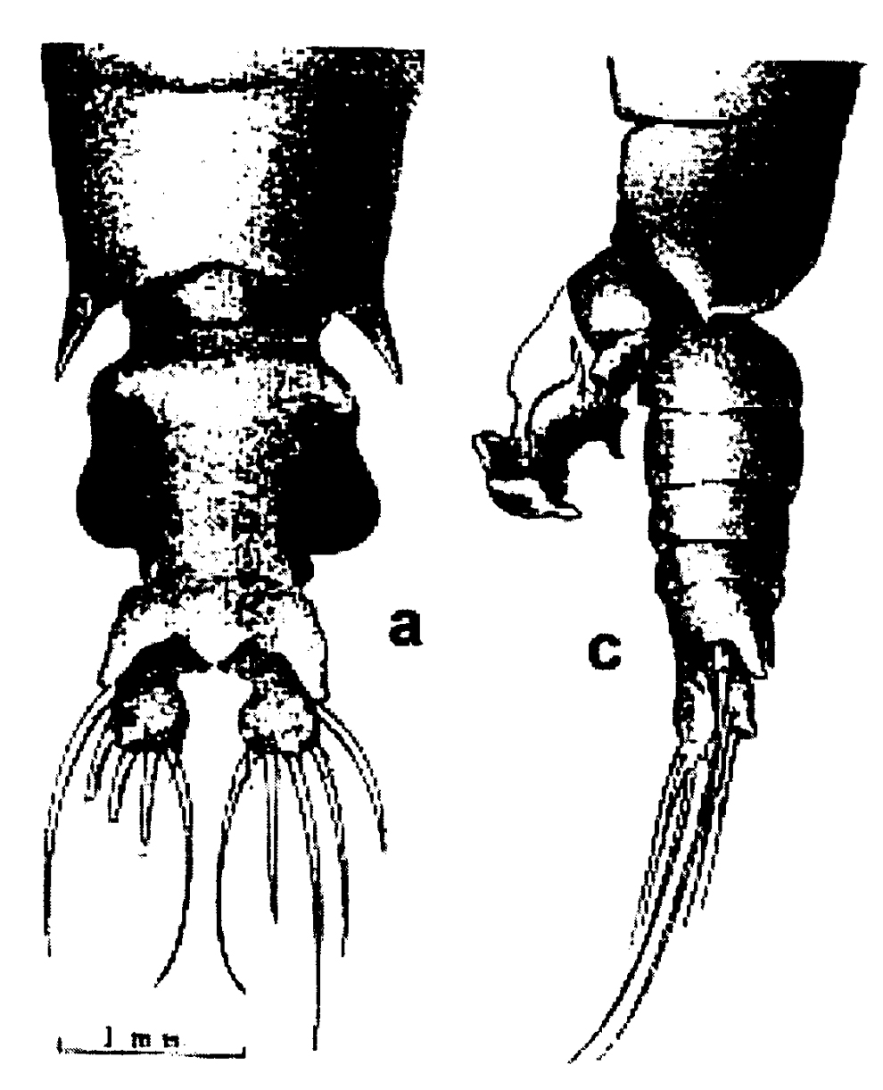 Species Gaussia sewelli - Plate 7 of morphological figures