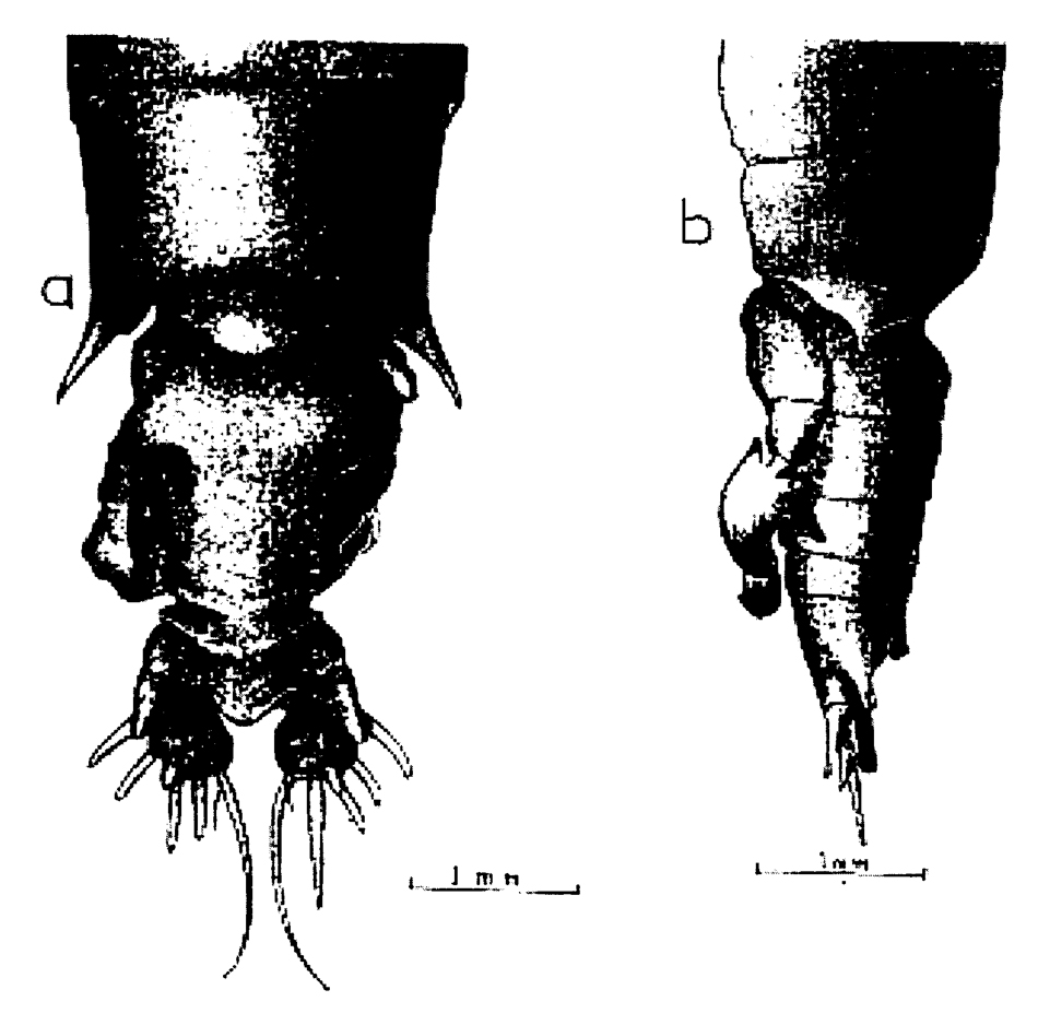 Species Gaussia princeps - Plate 24 of morphological figures