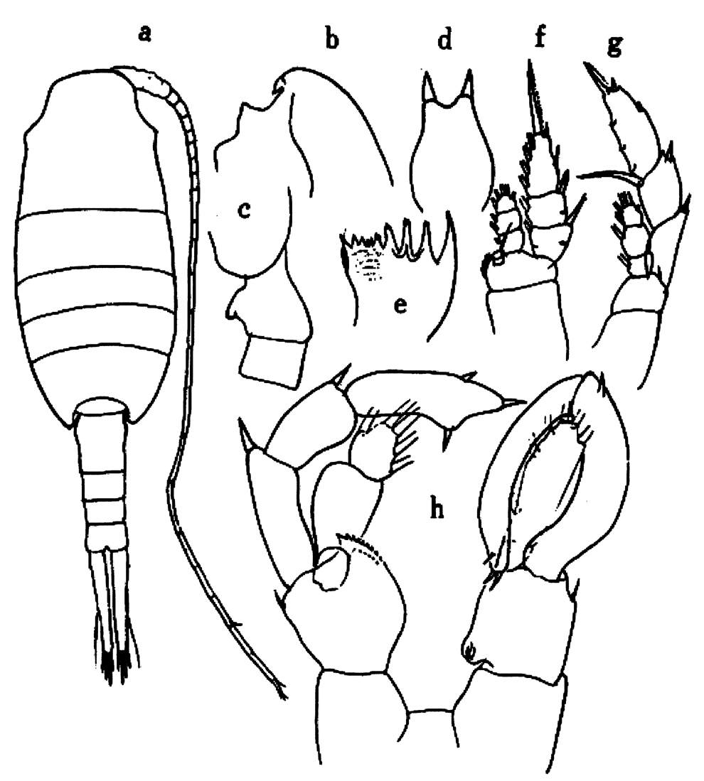 Espèce Lucicutia wolfendeni - Planche 13 de figures morphologiques