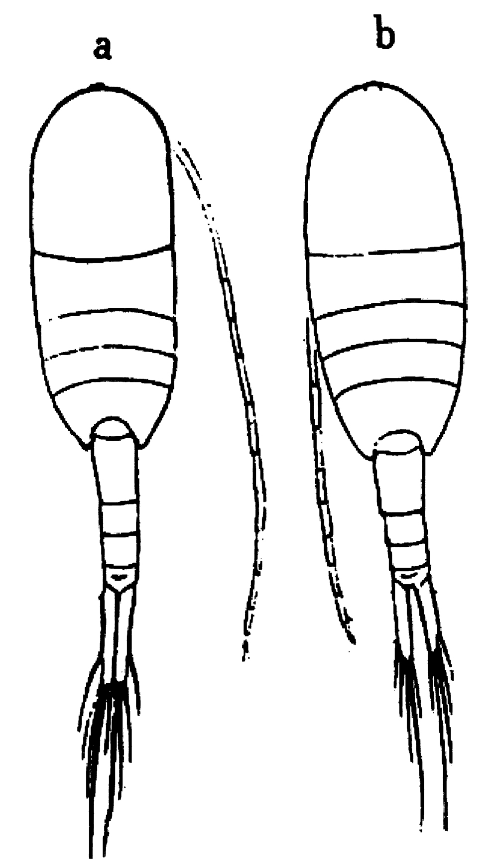 Species Lucicutia flavicornis - Plate 19 of morphological figures