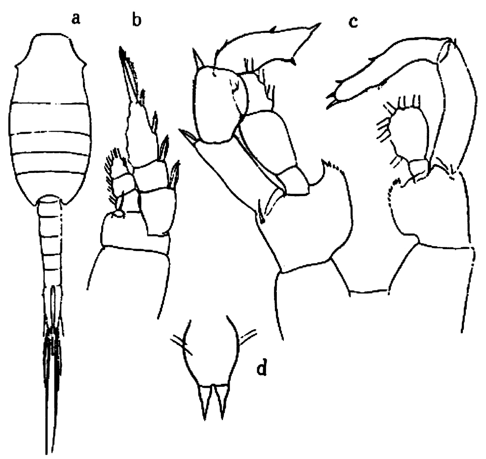 Espce Lucicutia maxima - Planche 6 de figures morphologiques