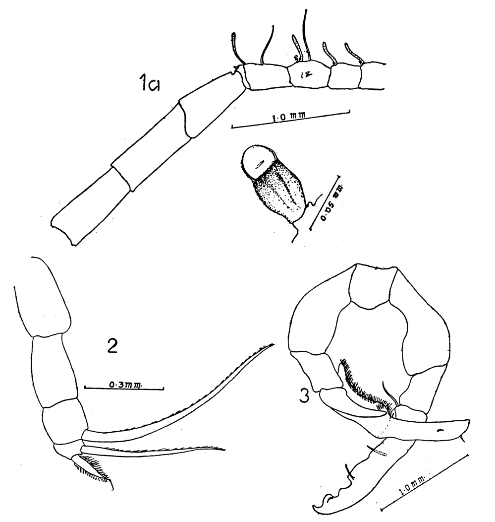 Species Gaussia princeps - Plate 25 of morphological figures