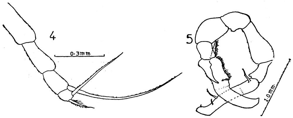 Espce Gaussia sewelli - Planche 8 de figures morphologiques