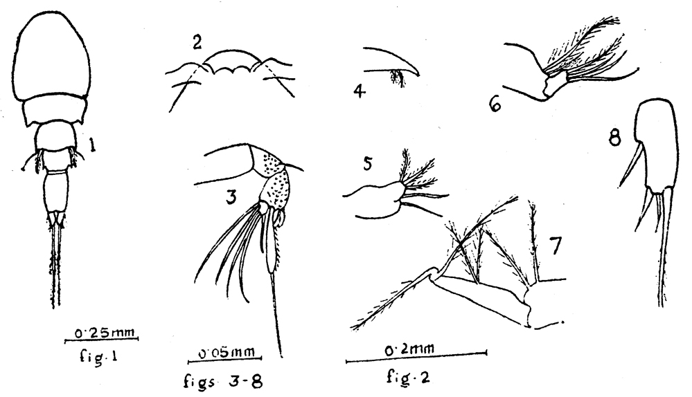 Espce Saphirella sp. A - Planche 1 de figures morphologiques