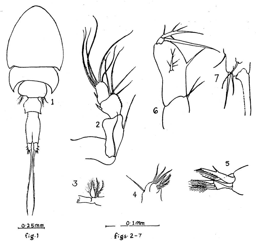 Species Saphirella sp. B - Plate 1 of morphological figures