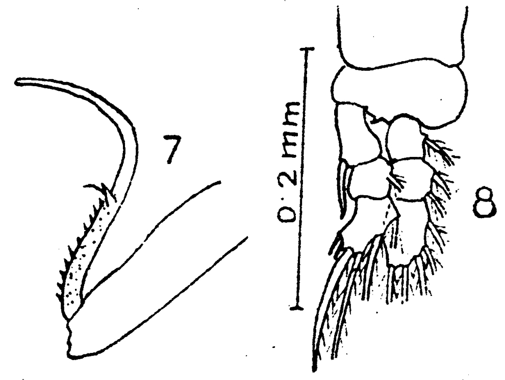 Espce Pontoeciella abyssicola - Planche 8 de figures morphologiques