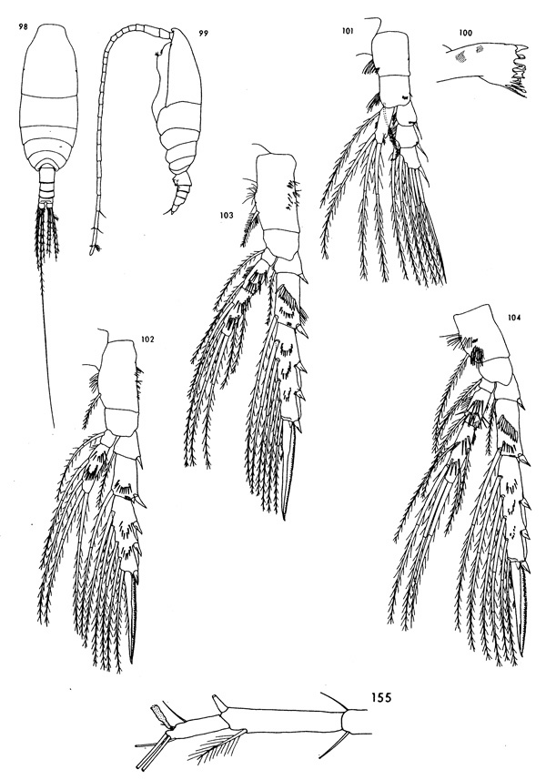 Espèce Spinocalanus elongatus - Planche 3 de figures morphologiques