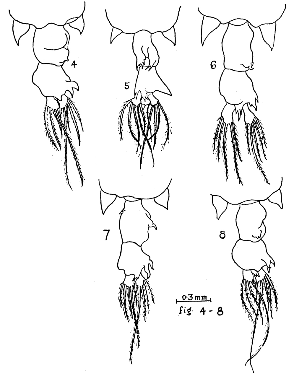 Espce Labidocera kryeri - Planche 11 de figures morphologiques