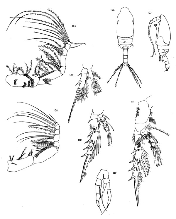 Espèce Spinocalanus elongatus - Planche 4 de figures morphologiques