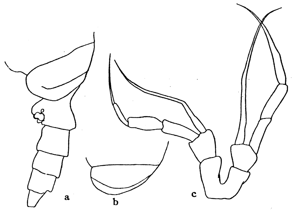 Species Spinocalanus brevicaudatus - Plate 10 of morphological figures
