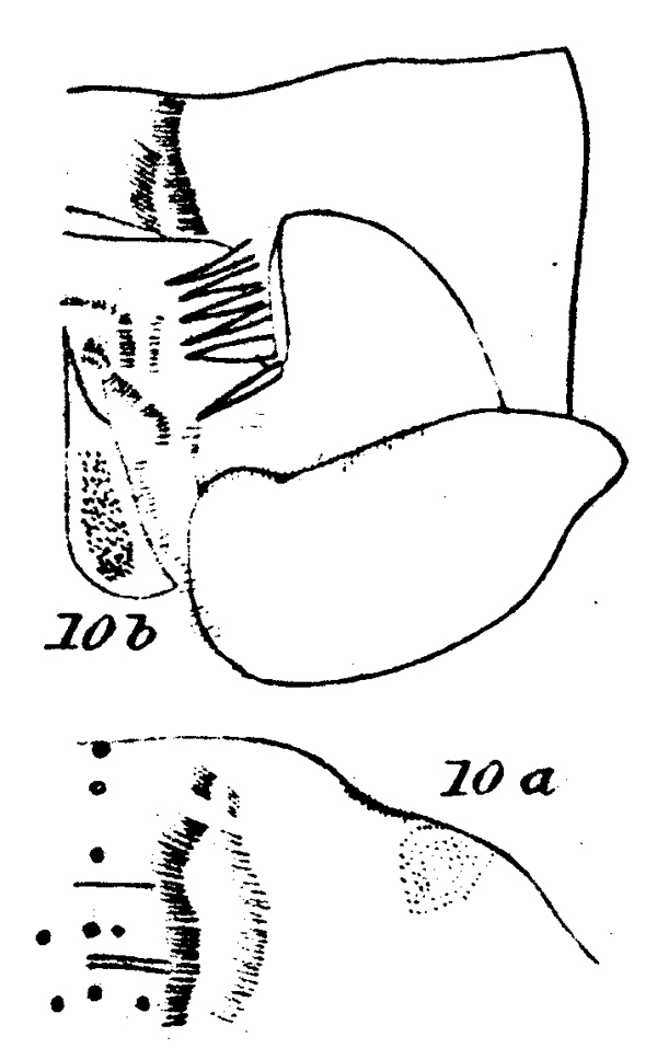 Espce Spinocalanus brevicaudatus - Planche 11 de figures morphologiques