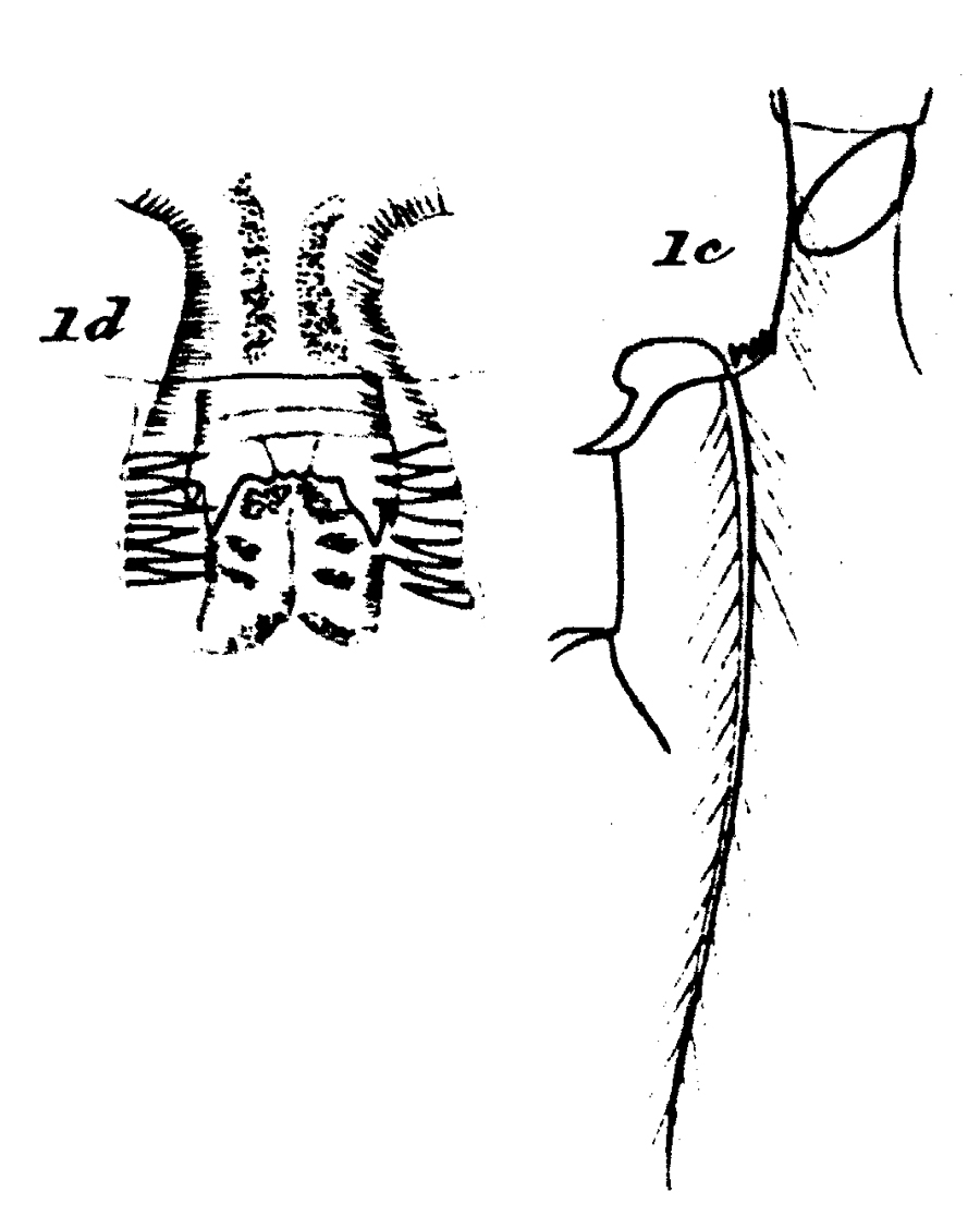 Species Aetideus armatus - Plate 16 of morphological figures
